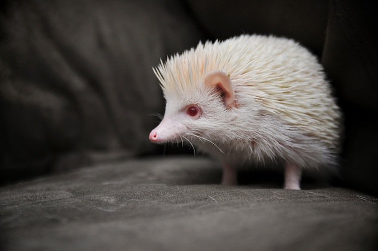 albino-hedgehog