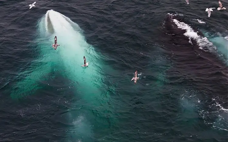 albino-humpback