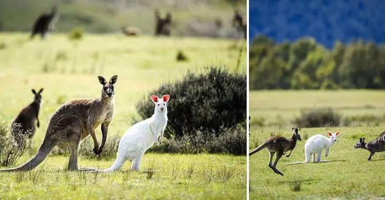 albino-kangaroo