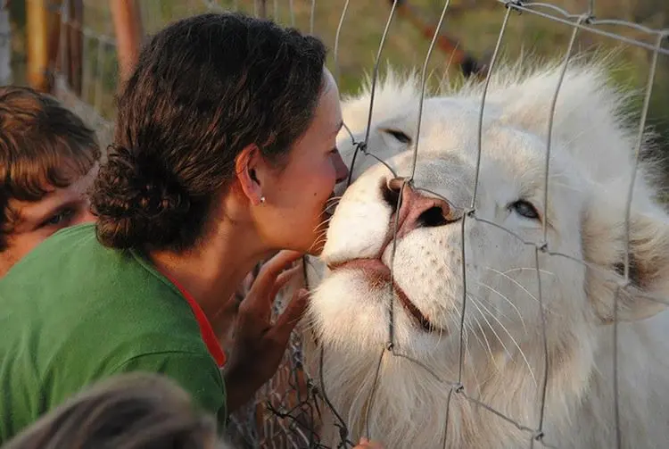 albino-lion