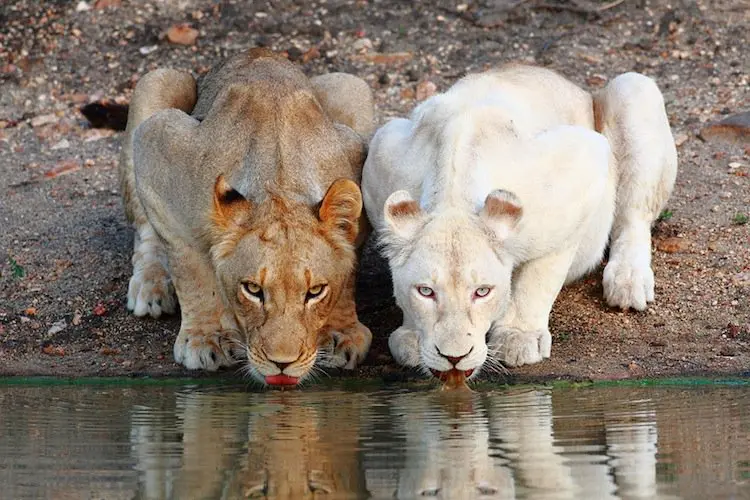 albino-lioness