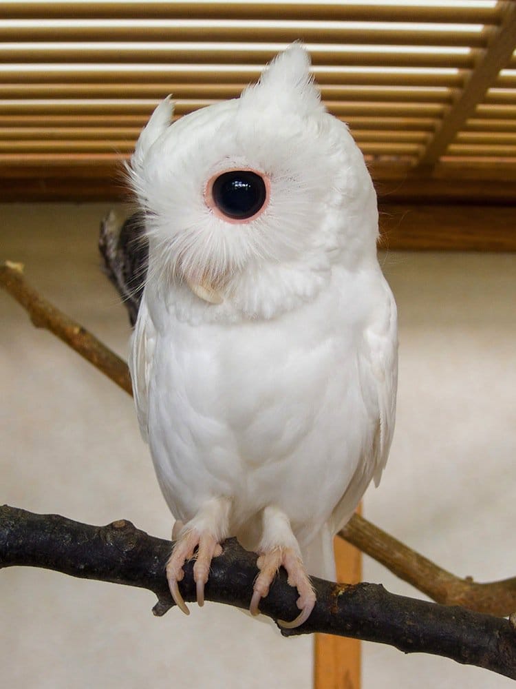 albino-owl