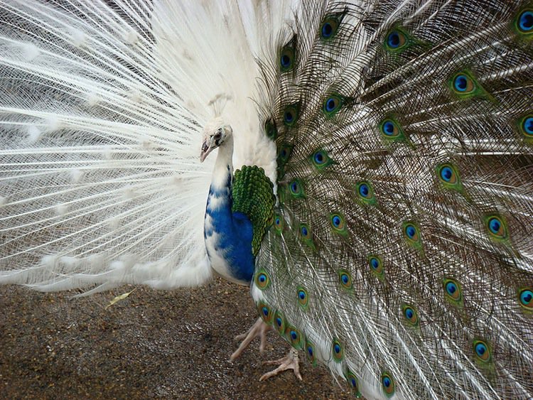 albino-peacock