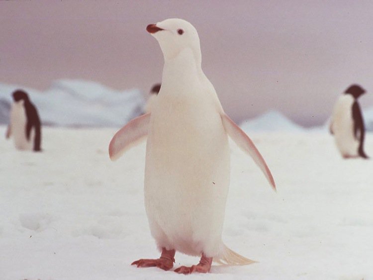 albino-penguin