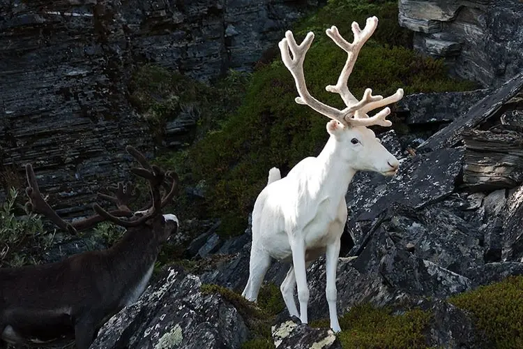 albino-stag