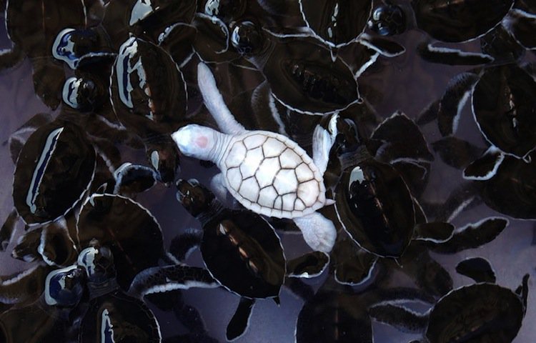 albino-turtle