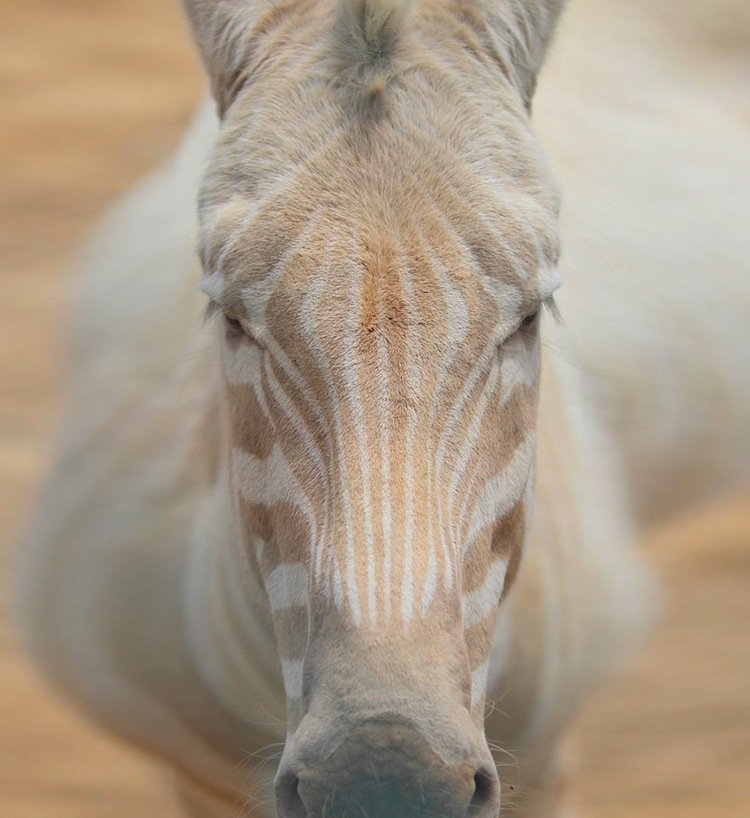 albino-zebra