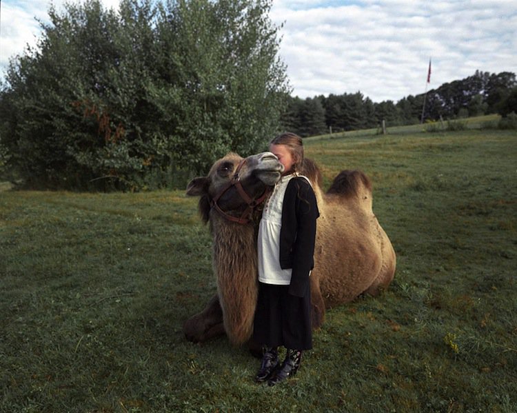 amelia-camel