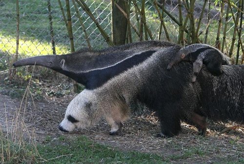 ant-eater-panda