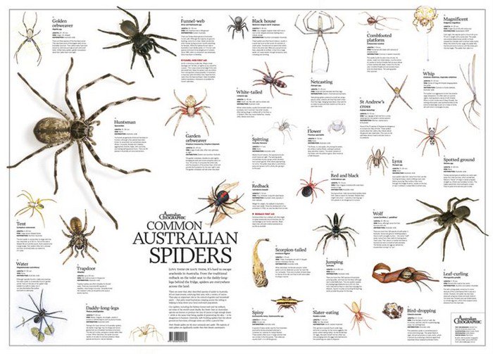 australian spiders poster