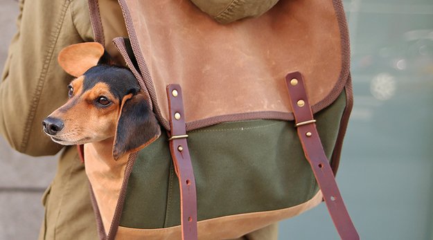 backpack-dog-carrier