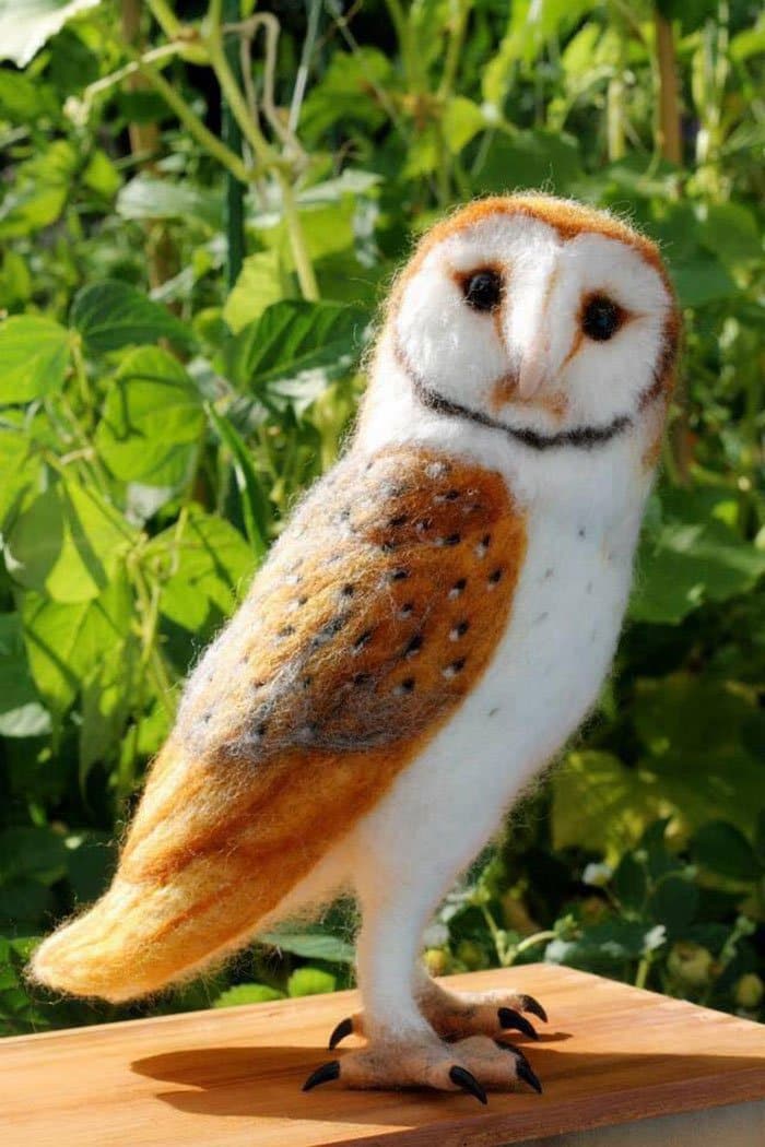 barn owl