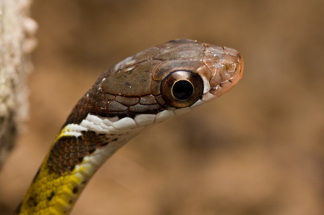 clear shot of snakes eye and head 