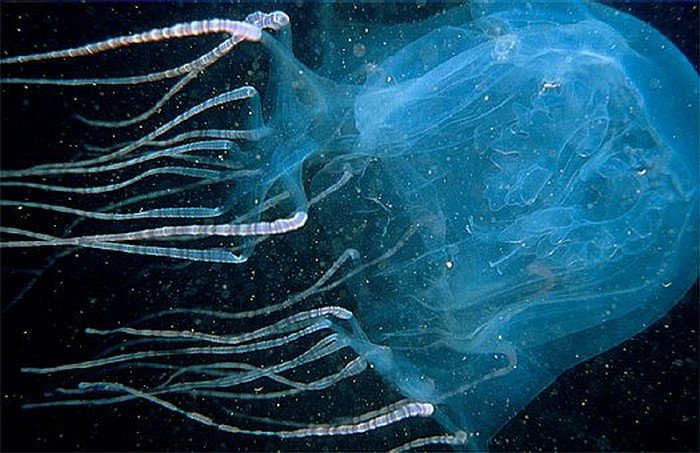 box jellyfish