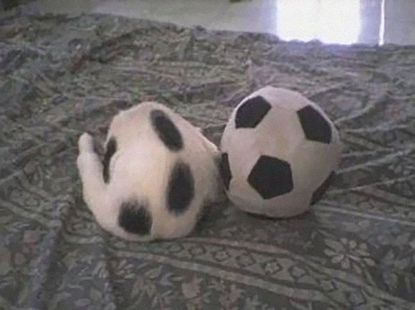 camo-cats-ball