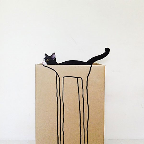 camo-cats-box