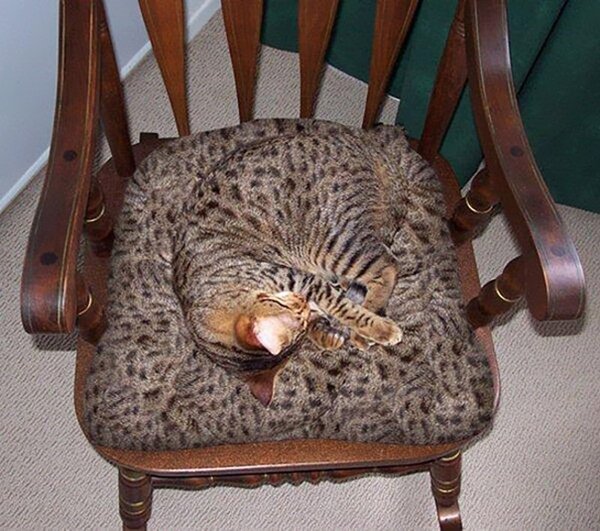 camo-cats-chair