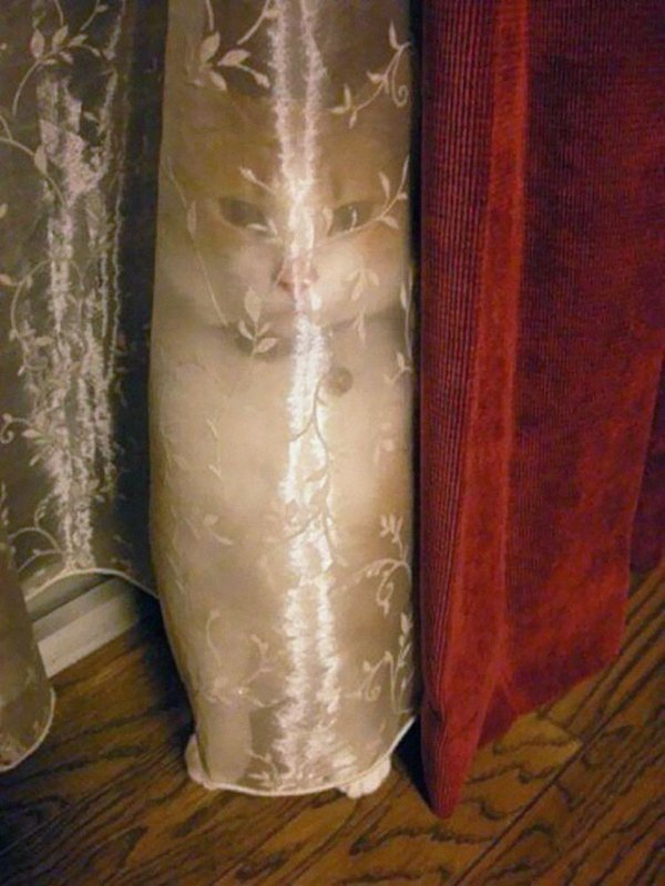 camo-cats-curtain