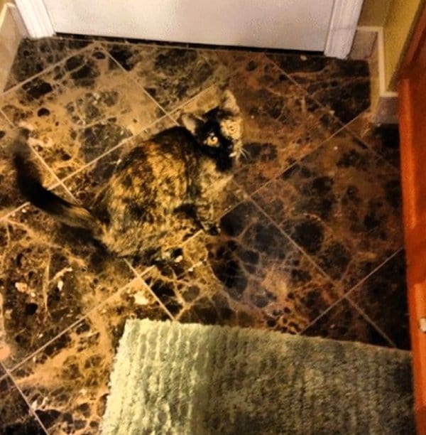 camo-cats-floor