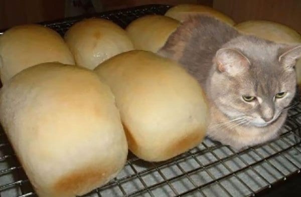 camo-cats-loaf