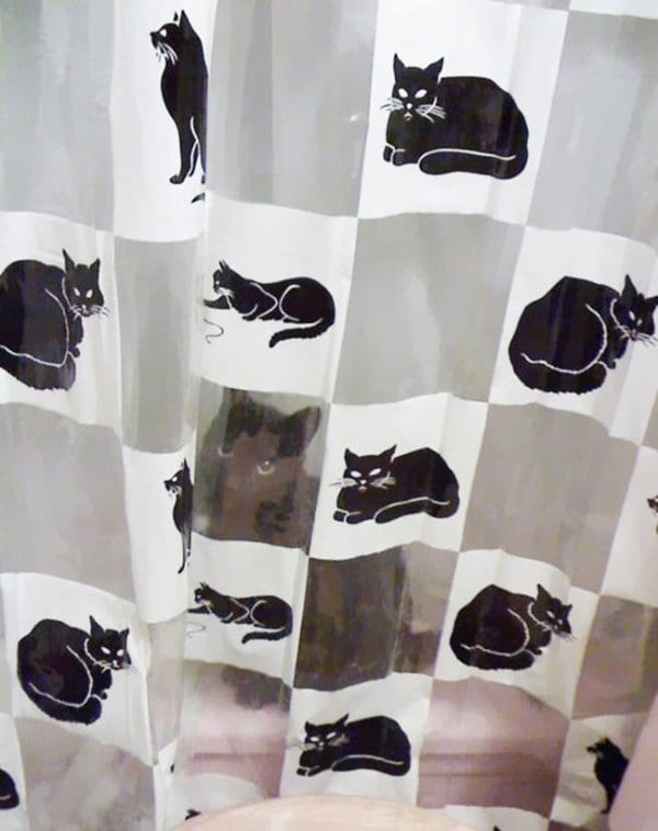 camo-cats-shower