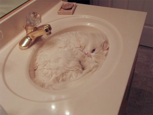 camo-cats-sink