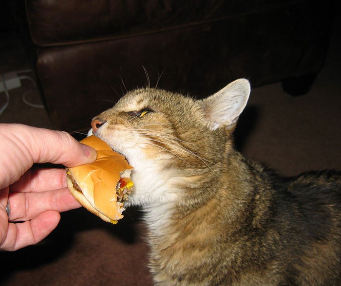 cat-burger