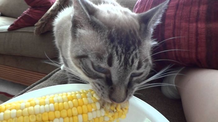 cat-corn