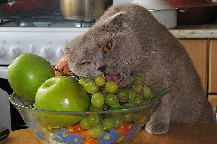 14 Cute And Curious Cats Eating Strange Things