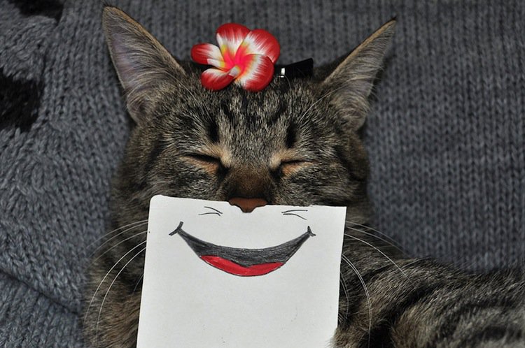 Cats With Funny Paper Expressions Is Fast Becoming The New Craze