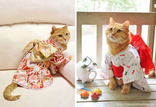 cat kimono