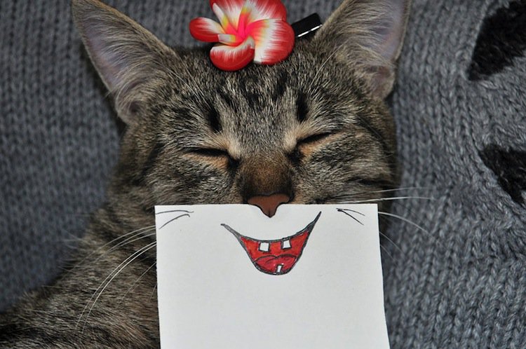 cat-laughing