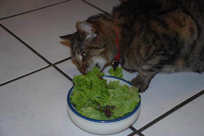cat-lettuce