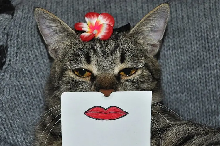 cat-lips
