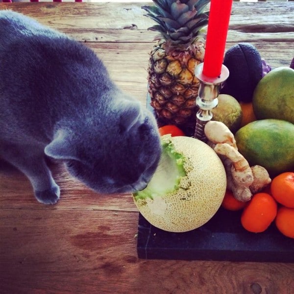 14 Cute And Curious Cats Eating Strange Things