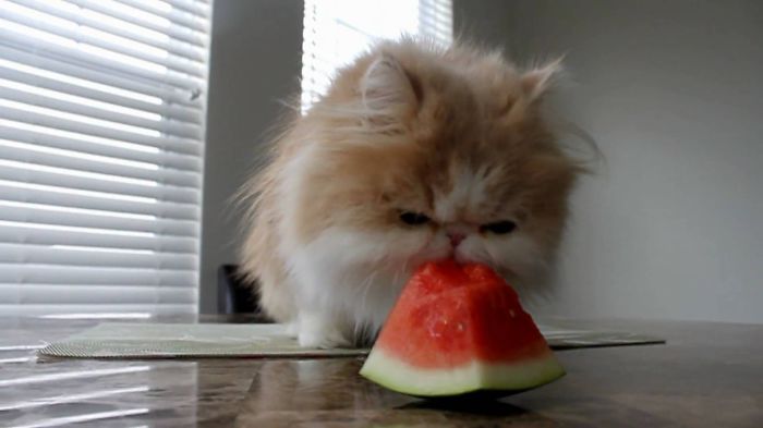 cat-melon