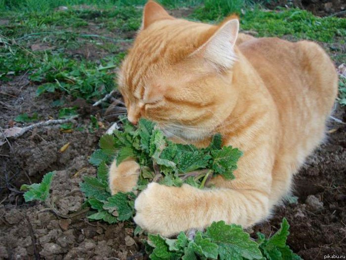 14 Cute And Curious Cats Eating Strange Things