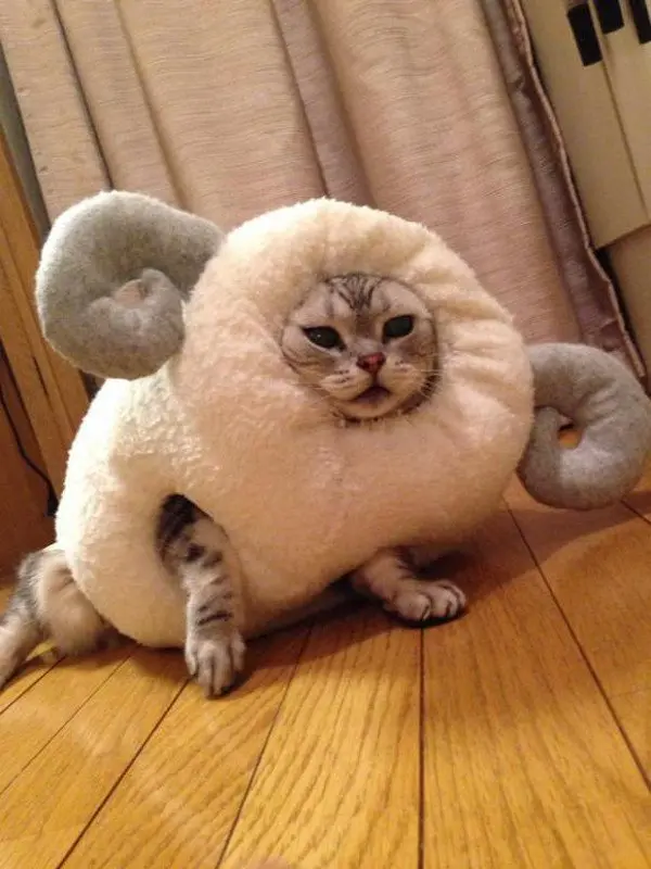 cat sheep side