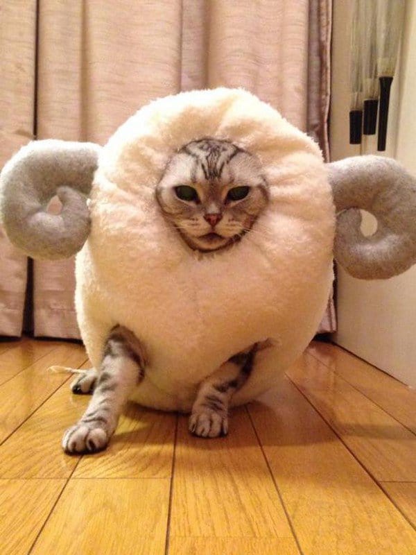 cat sheep standing