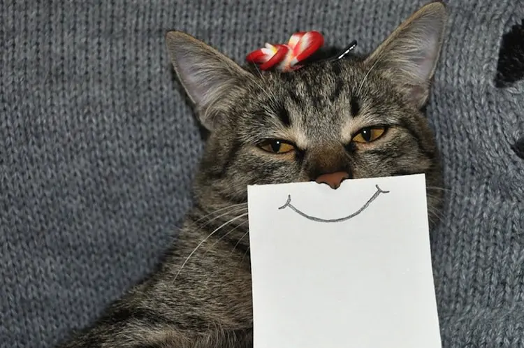 cat-smiley
