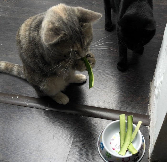 cat-zucchini