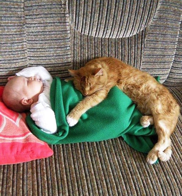 cats-baby-two