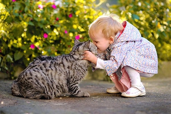 cats-kiss