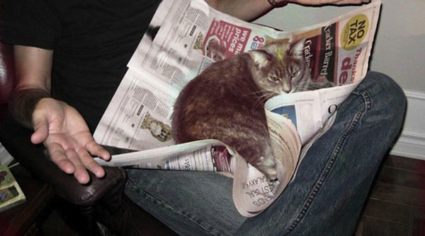 cats-newspaper