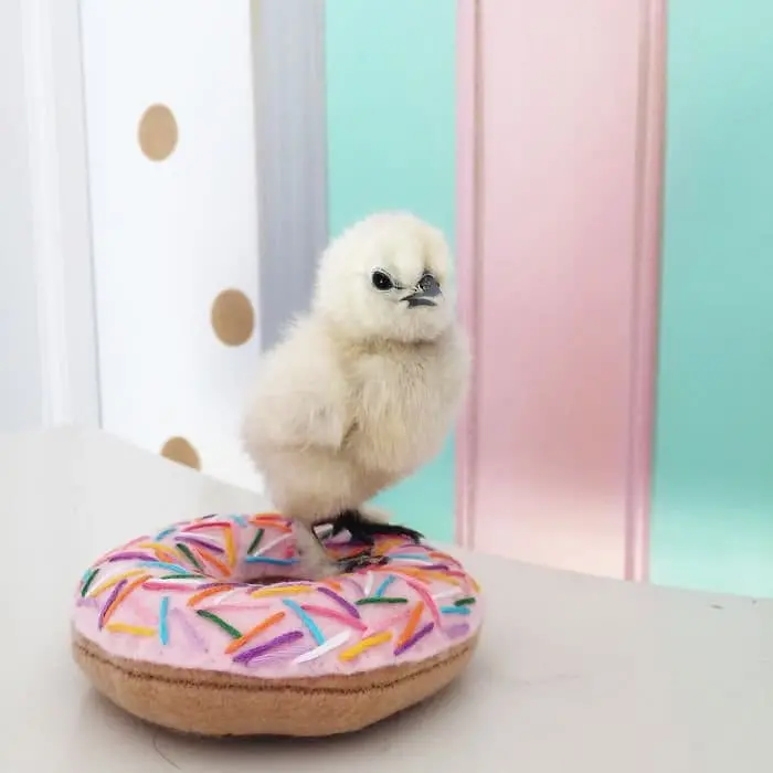 chick fake donut