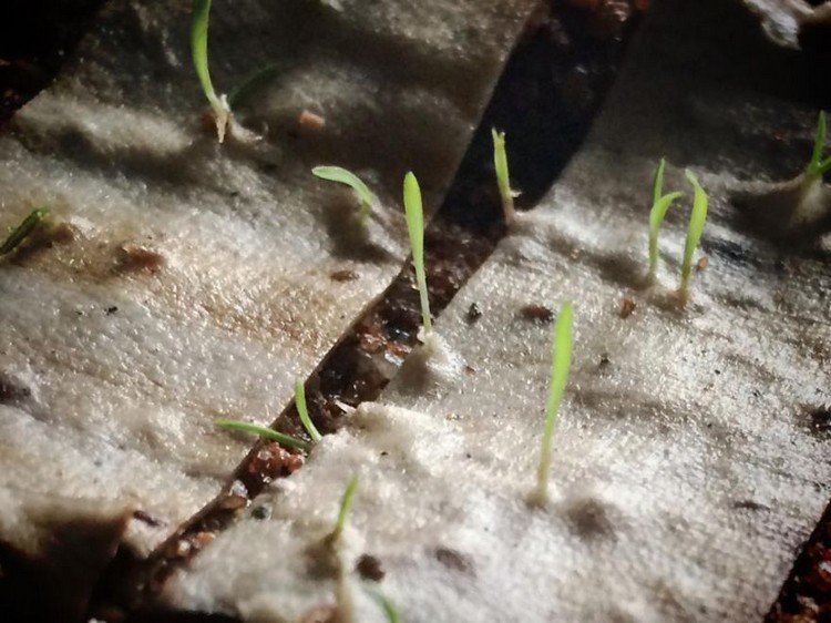 cigarette tip sprouts close 