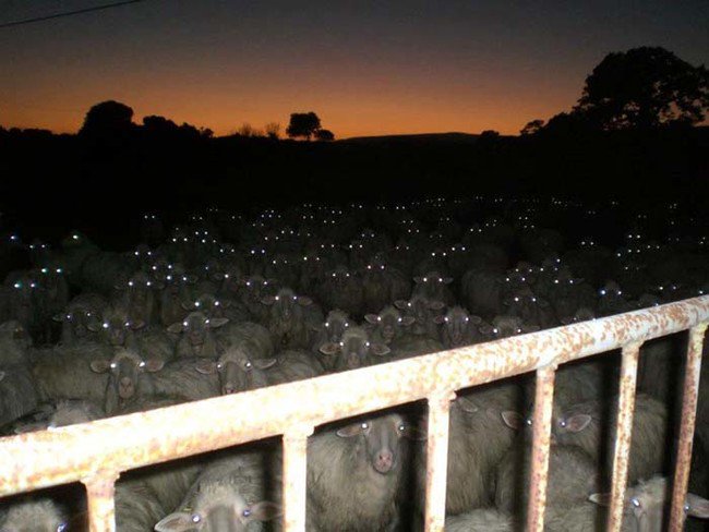 creepy-images-herd