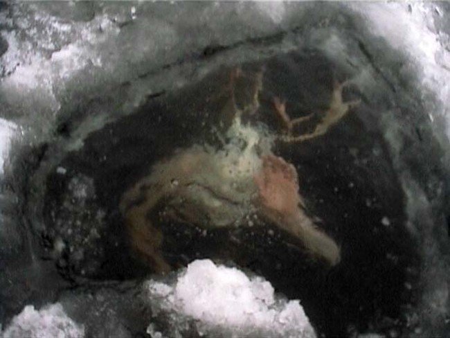 creepy-images-ice