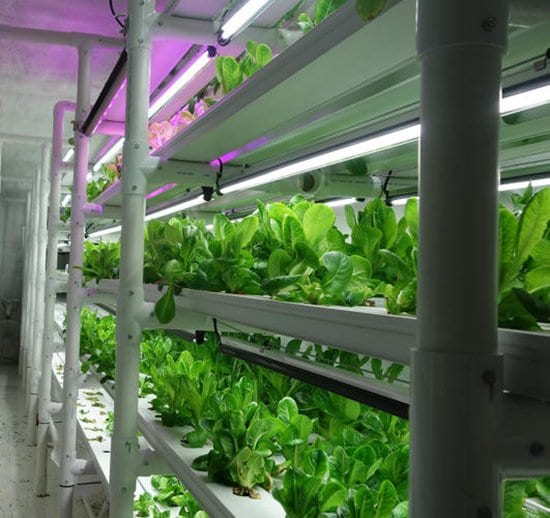 cropbox-grow-food