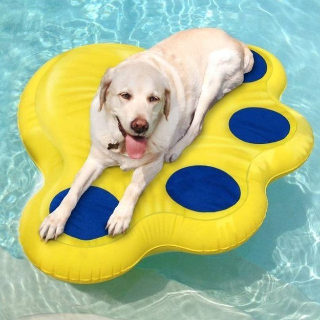 dog laying on puncture proof float